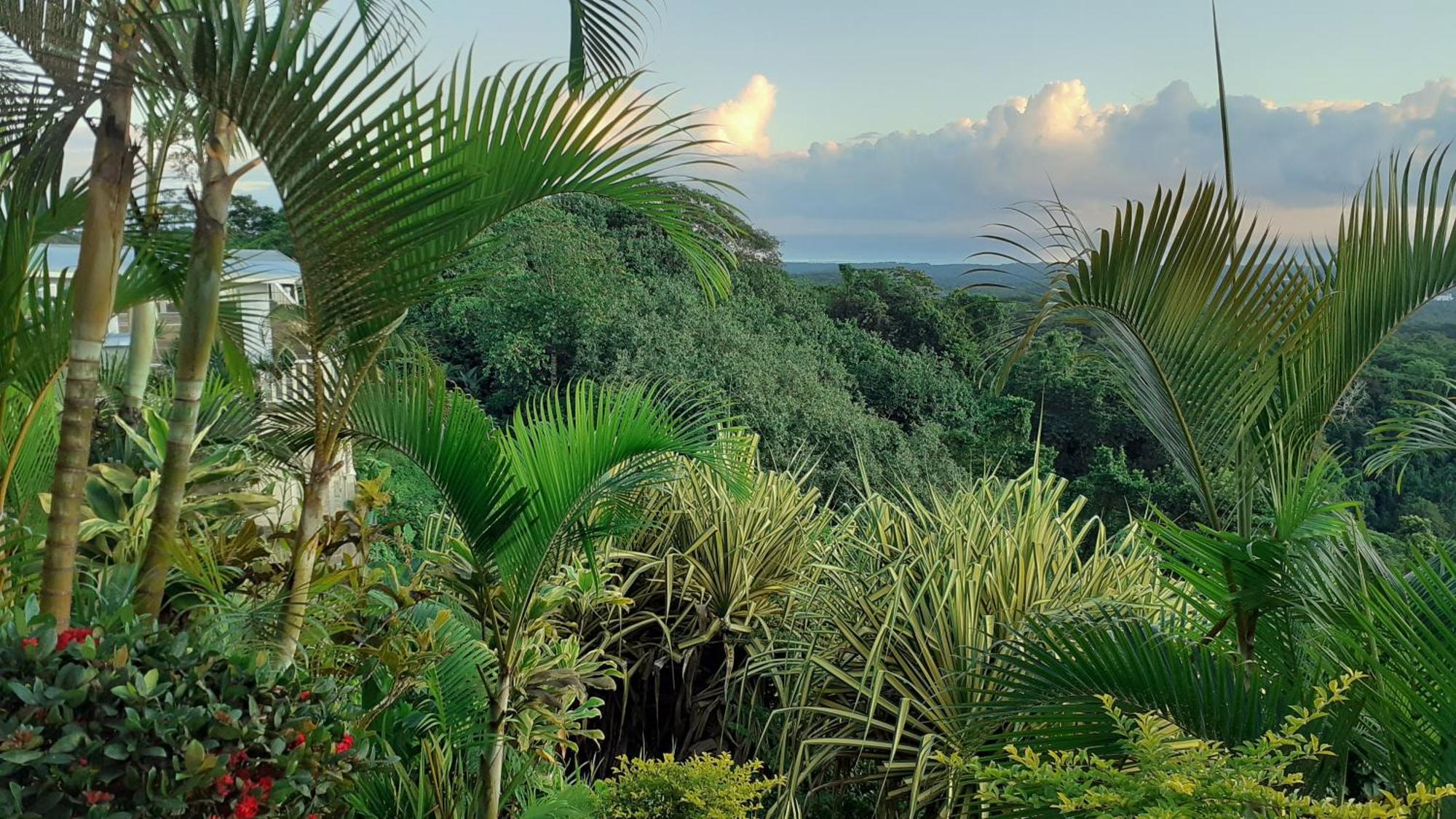 Dave Parker Eco Lodge Hotel Apia Luaran gambar
