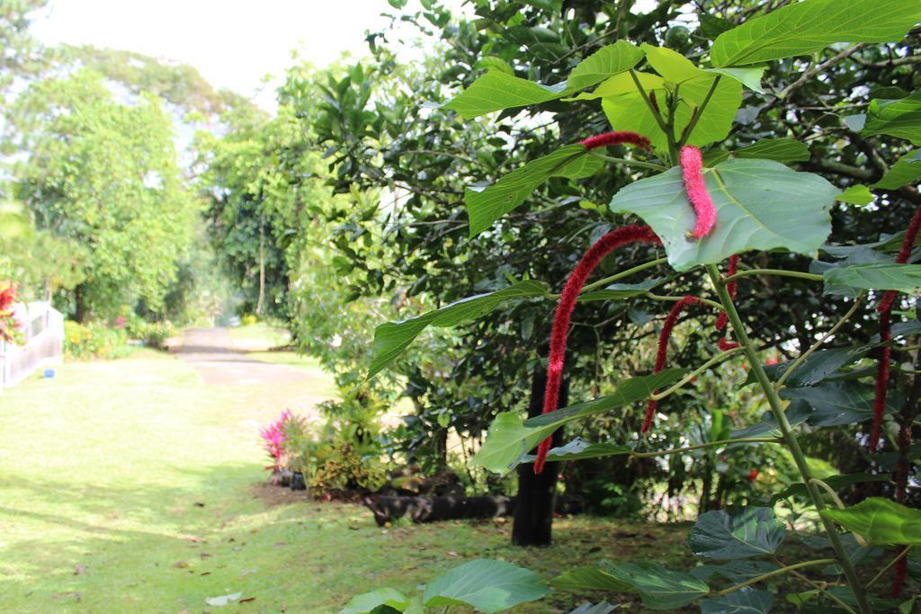 Dave Parker Eco Lodge Hotel Apia Luaran gambar