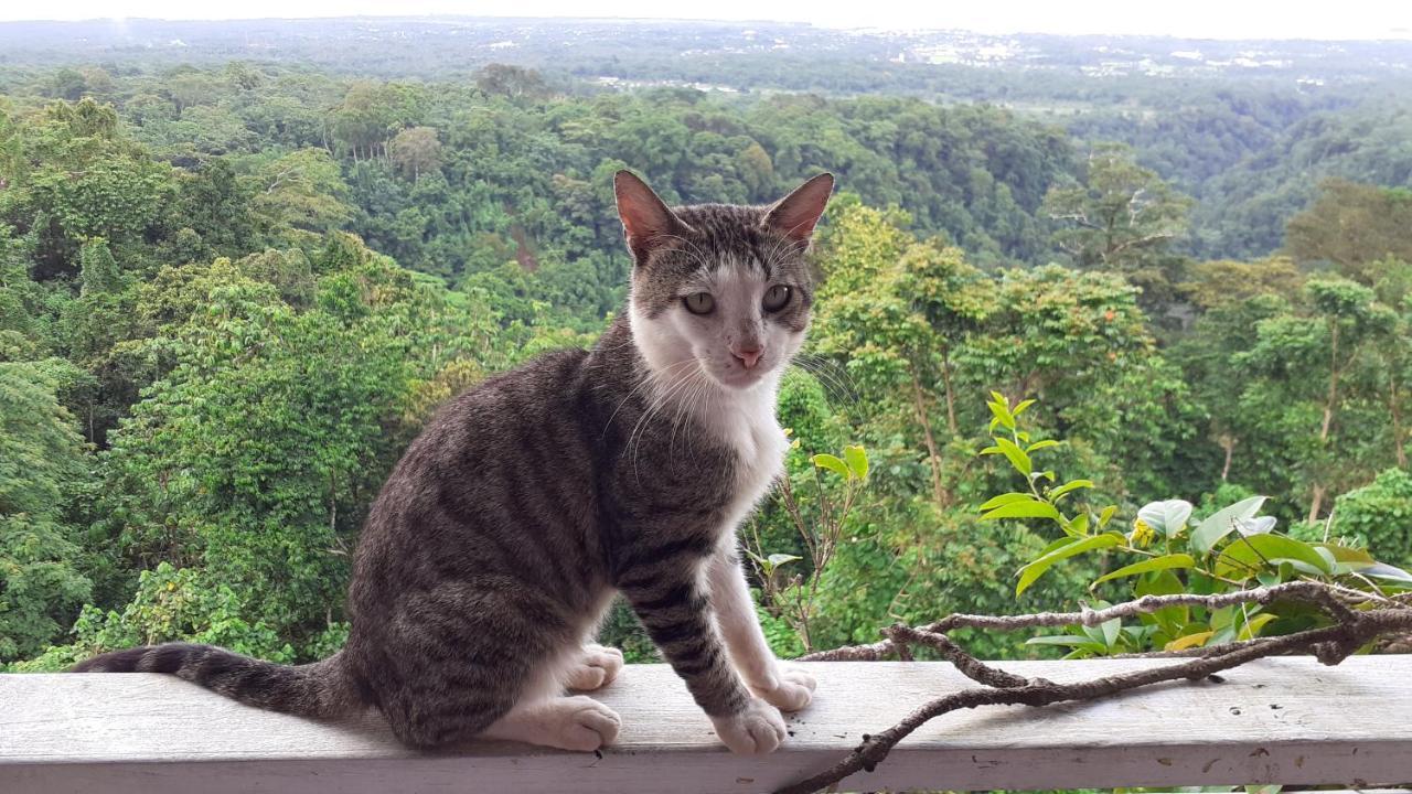 Dave Parker Eco Lodge Hotel Apia Luaran gambar